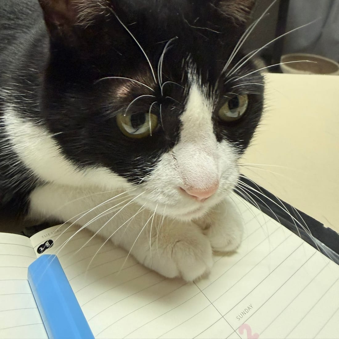 Mochi, a black-and-white tuxedo cat, resting her paws on an open notebook