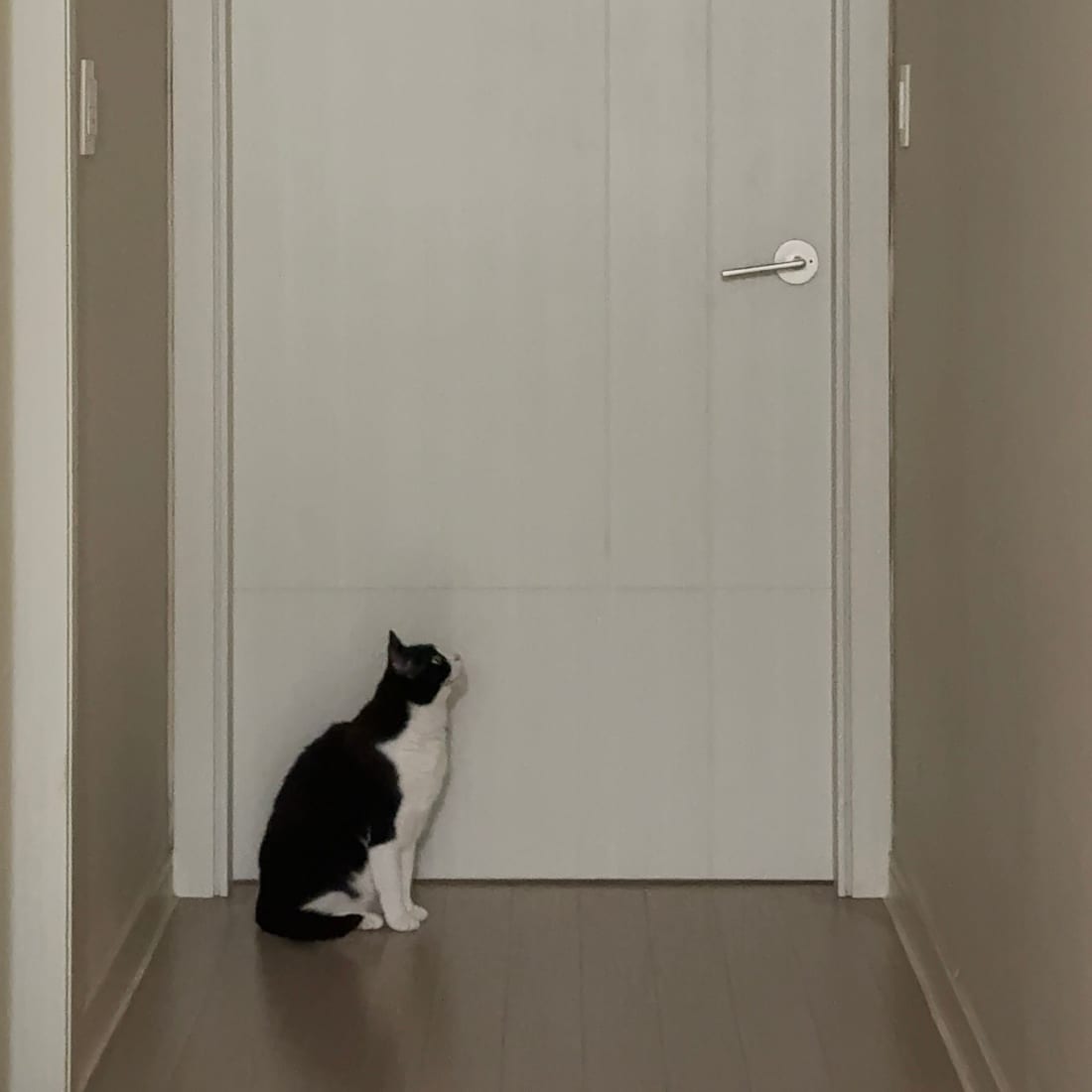 Mochi, a black-and-white tuxedo cat, sitting in front of a closed door at the end of a hallway
