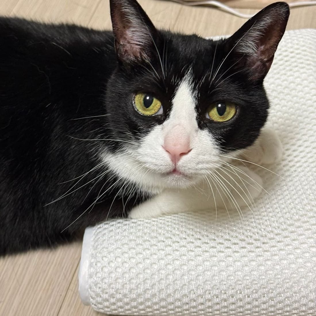 Mochi, a black-and-white tuxedo cat, resting her chin and looking at the camera