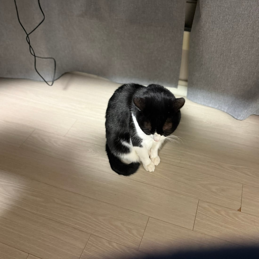 Mochi, a black-and-white tuxedo cat, sitting in a loaf on the floor