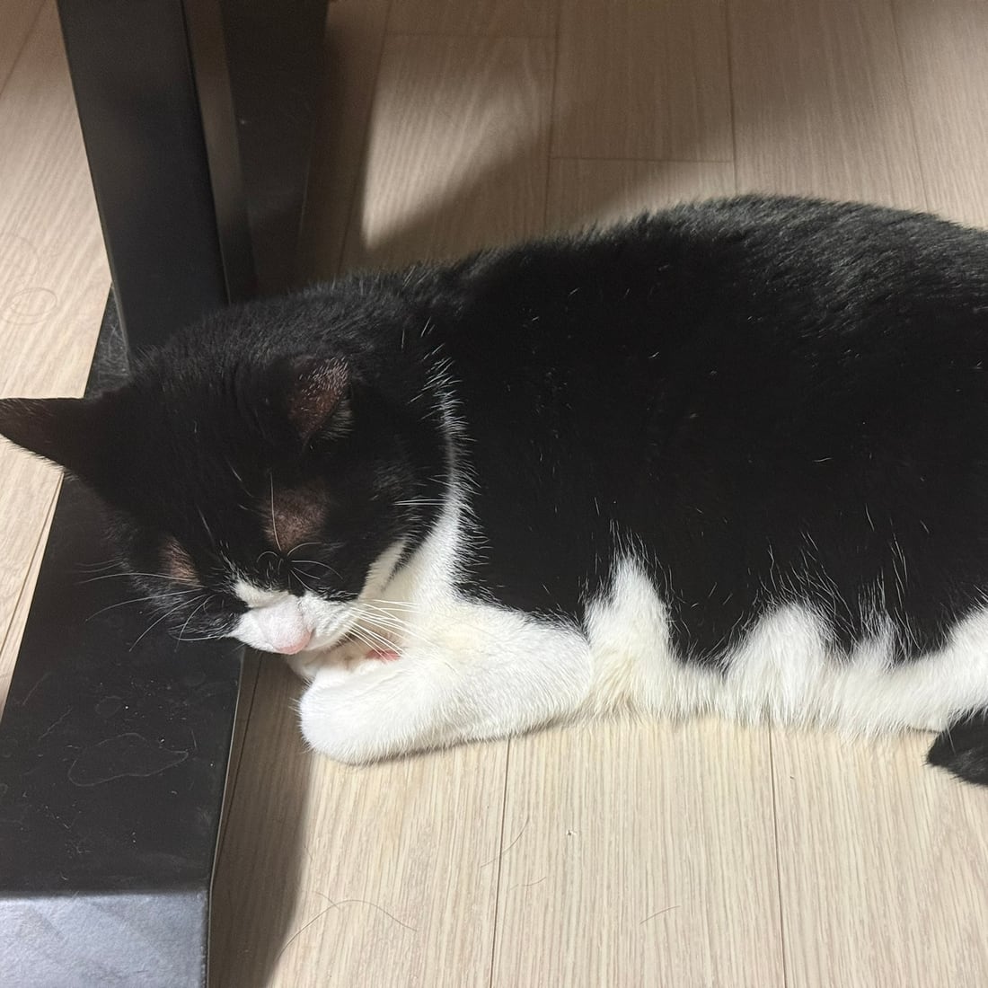 Mochi, a black-and-white tuxedo cat, lying stretched out on the floor