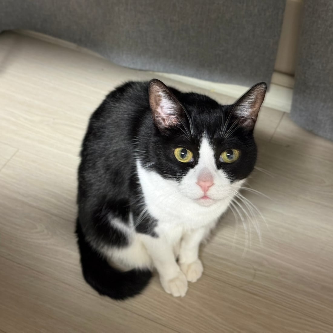 Mochi, a black-and-white tuxedo cat, sitting on the floor facing the camera