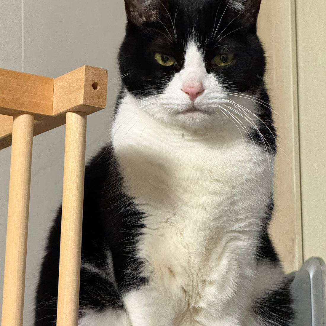 Mochi, a black-and-white tuxedo cat, sitting and staring straight ahead