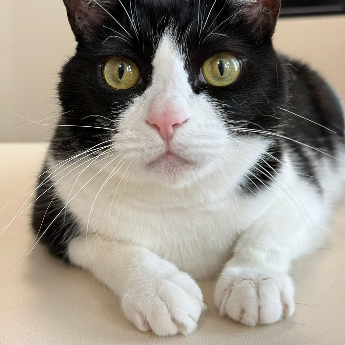 Mochi, a black-and-white tuxedo cat, looking straight at the camera