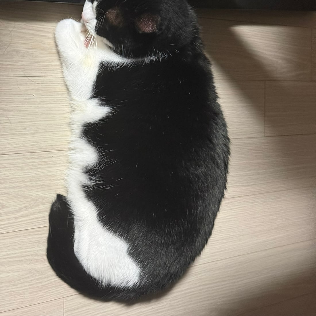 Mochi, a black-and-white tuxedo cat, licking her front paw while grooming
