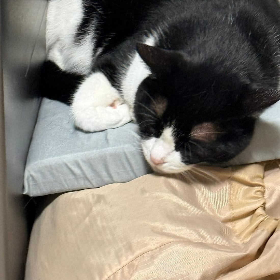 Mochi resting her head on a cushion, eyes closed