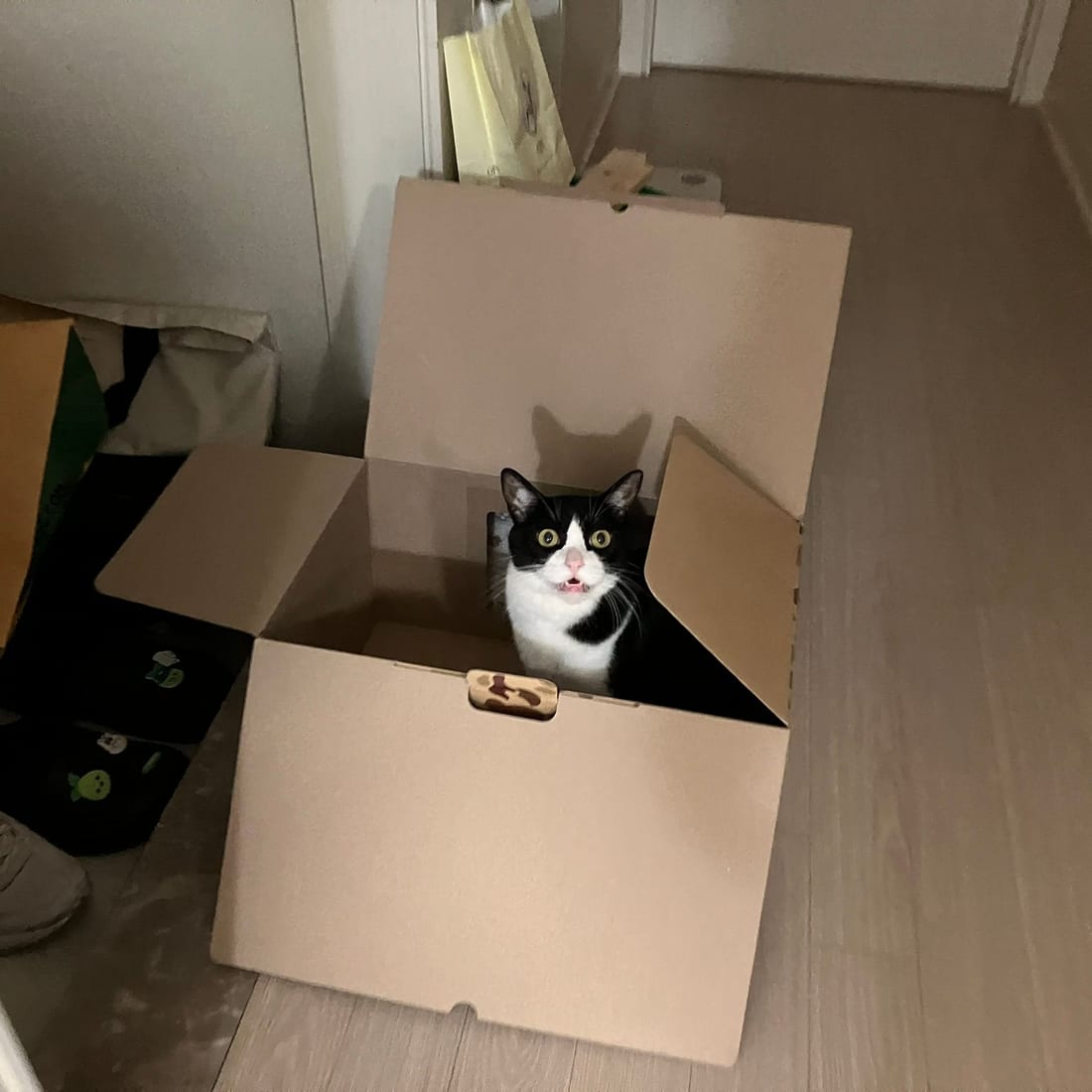 Mochi, a black-and-white tuxedo cat, sitting stiffly inside an open cardboard box and looking around