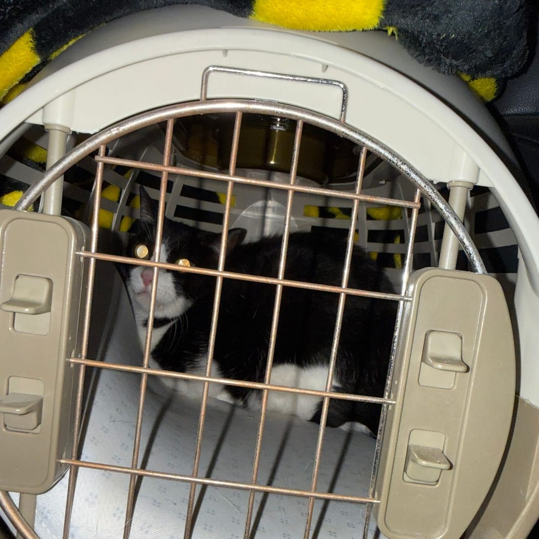 Mochi, a black-and-white tuxedo cat, sitting inside a pet carrier behind the wire door