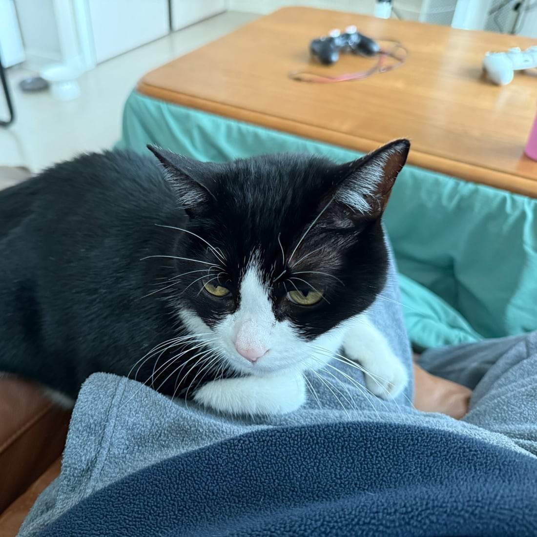 Mochi, a black-and-white tuxedo cat, resting on a lap and looking up