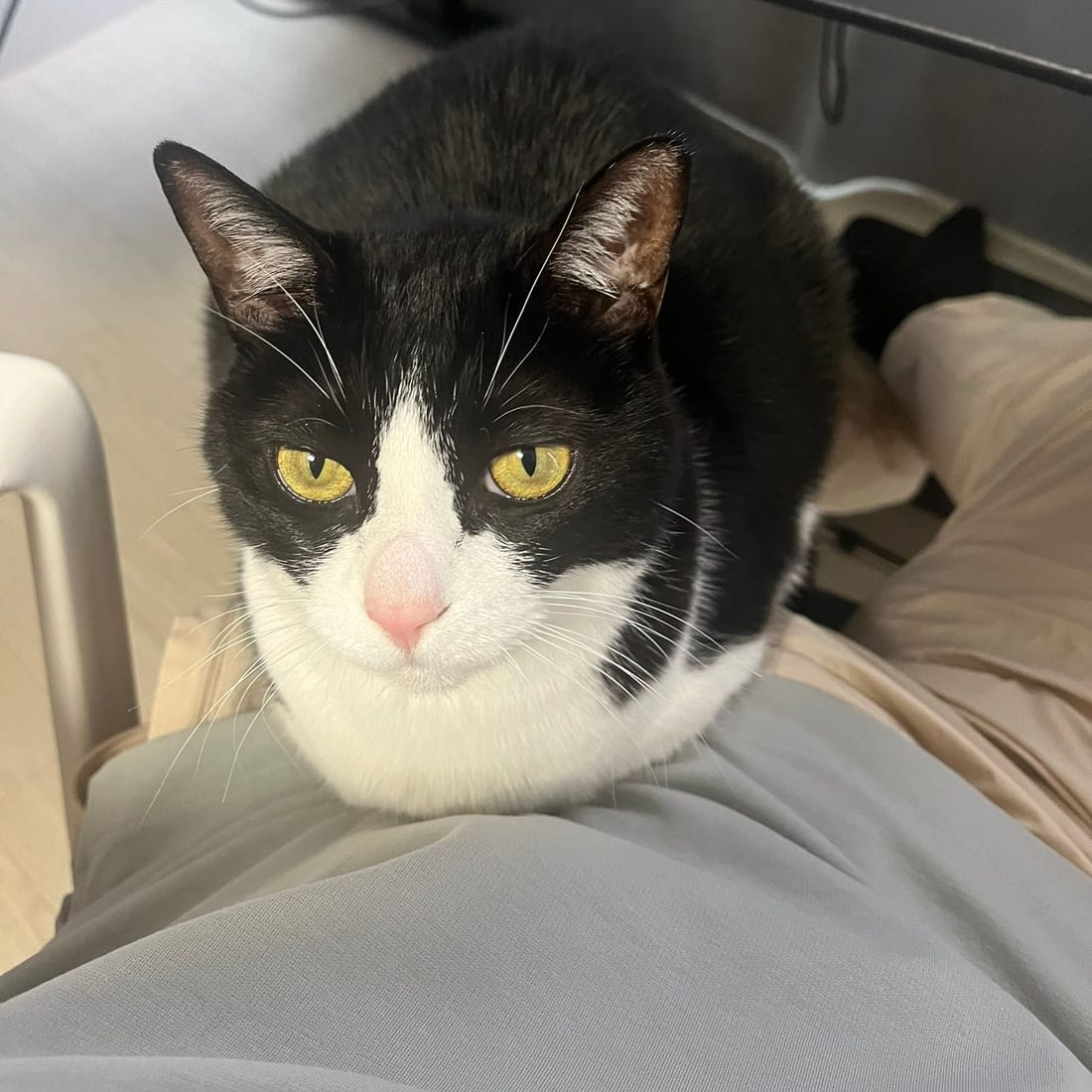 Close-up of Mochi, a black-and-white tuxedo cat, resting on a lap and facing the camera