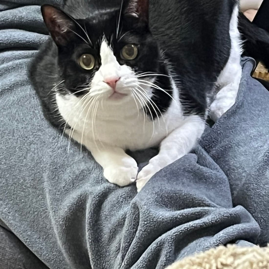 Mochi, a black-and-white tuxedo cat, curled on a person's lap in a gray hoodie and looking up