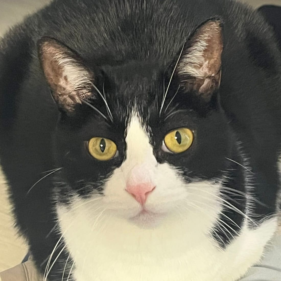 Mochi, a black-and-white tuxedo cat, curled on a lap and looking straight up at the camera