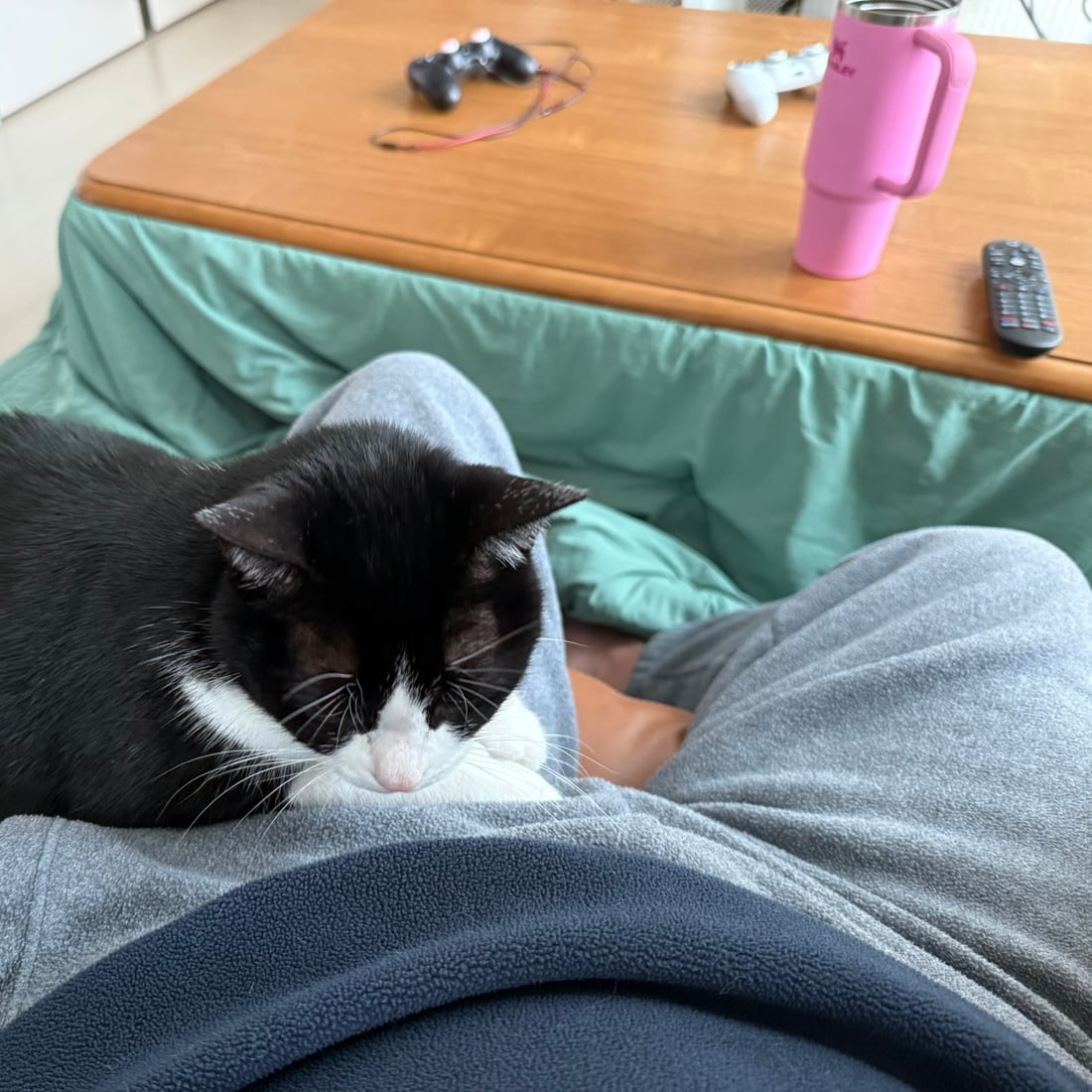 Mochi, a black-and-white tuxedo cat, napping on a lap