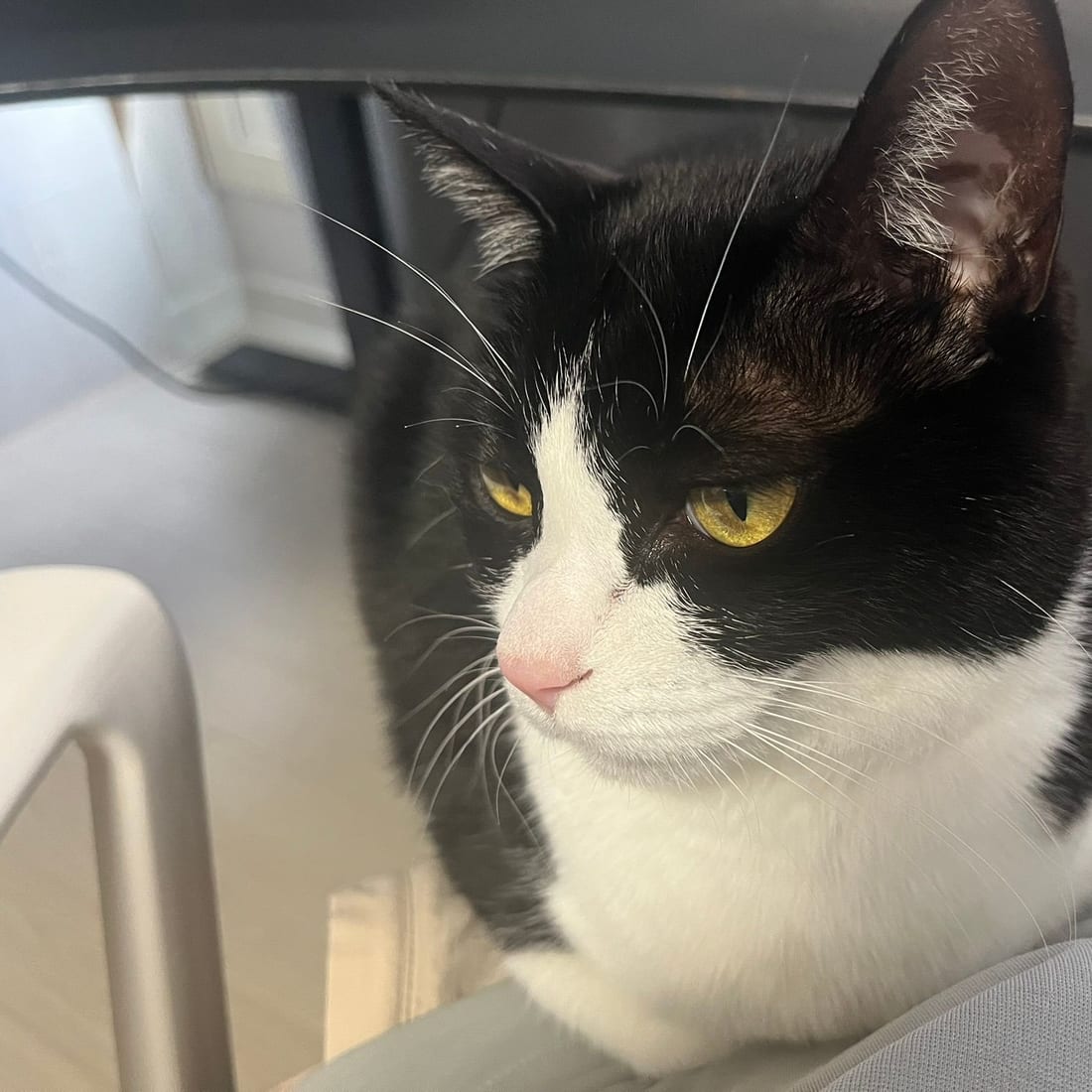 Mochi, a black-and-white tuxedo cat, resting on a lap and looking to the side with ears perked