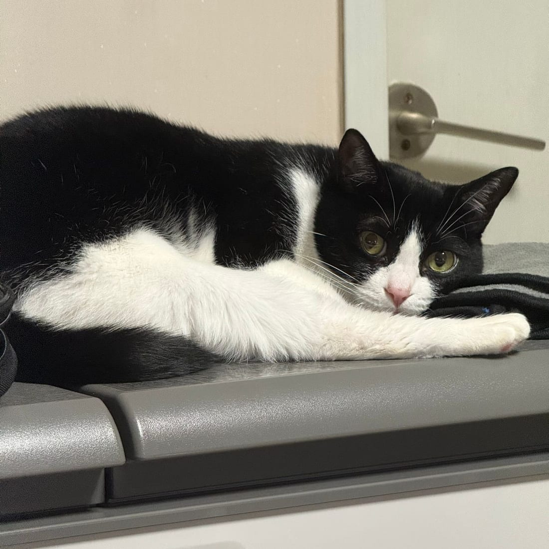 Mochi, a black-and-white tuxedo cat, lying stretched out on a narrow ledge