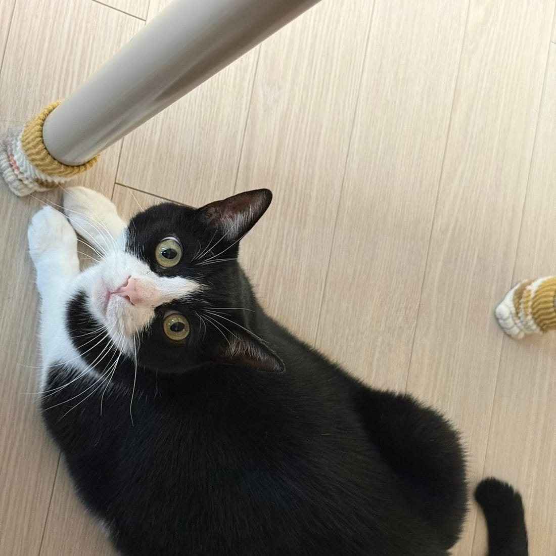 Mochi lying on her side and looking up at the camera
