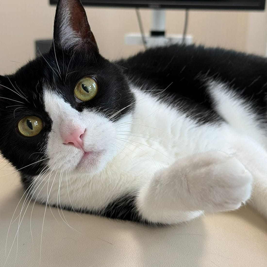 Mochi lying on a desk with one paw stretched forward