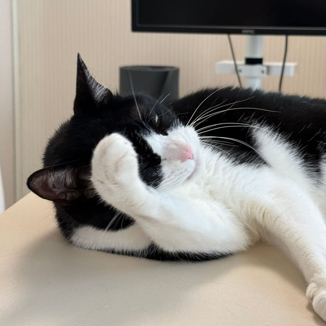 Mochi covering her face with one white paw while she sleeps