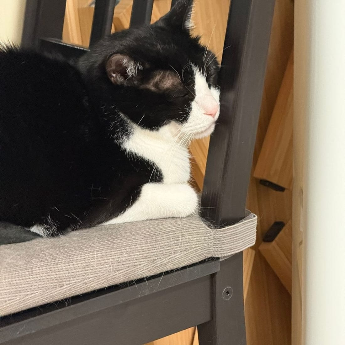 Mochi peeking over the edge of a chair