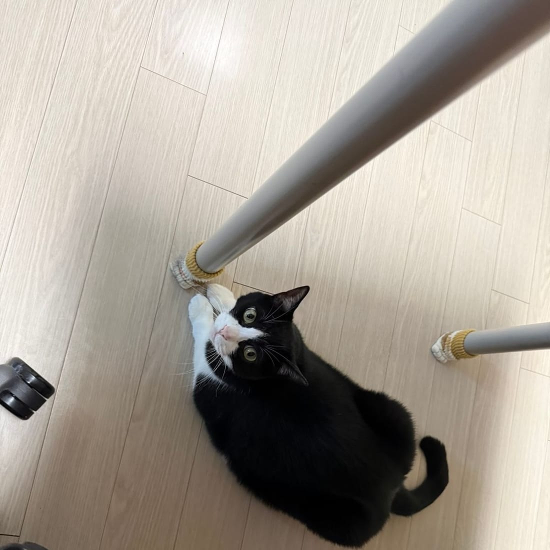 Mochi lying under a chair, batting at the chair leg