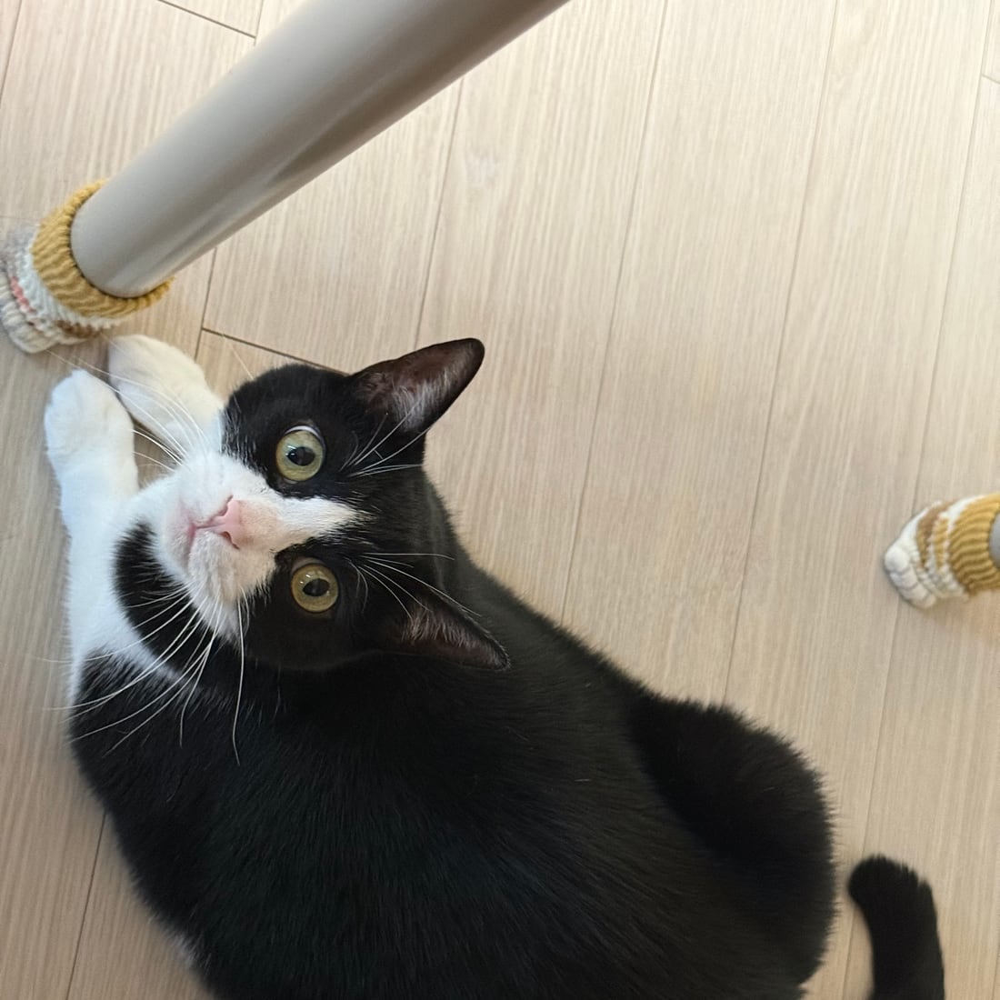 Mochi, a black-and-white tuxedo cat, batting at a toy on the floor