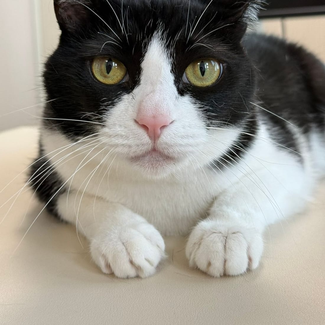 Mochi, a black-and-white tuxedo cat, sitting upright with both front paws tucked