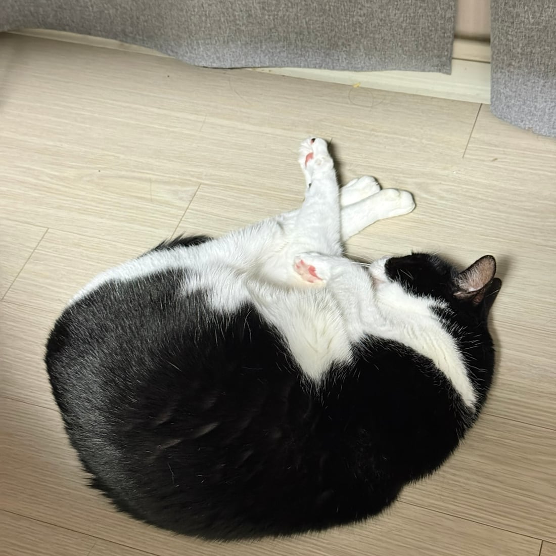 Mochi, a black-and-white tuxedo cat, rolling on her back with her belly showing