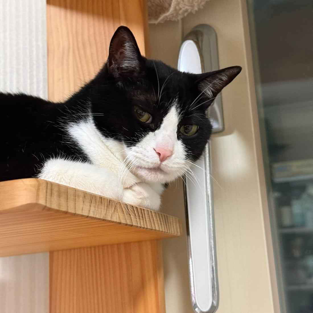 Mochi, a black-and-white tuxedo cat, on a wall shelf watching something below