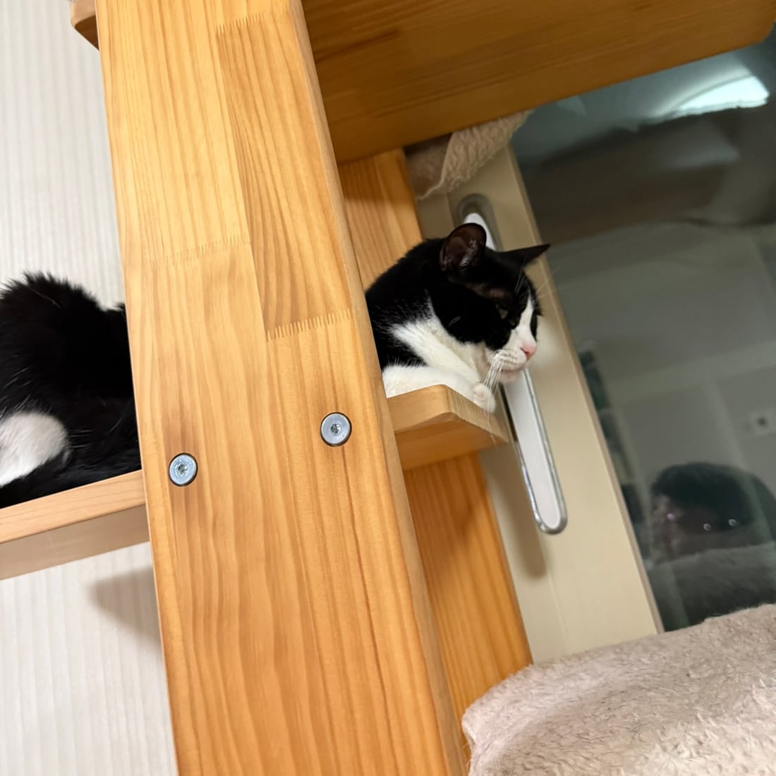 Mochi, a black-and-white tuxedo cat, perched on a wooden wall shelf