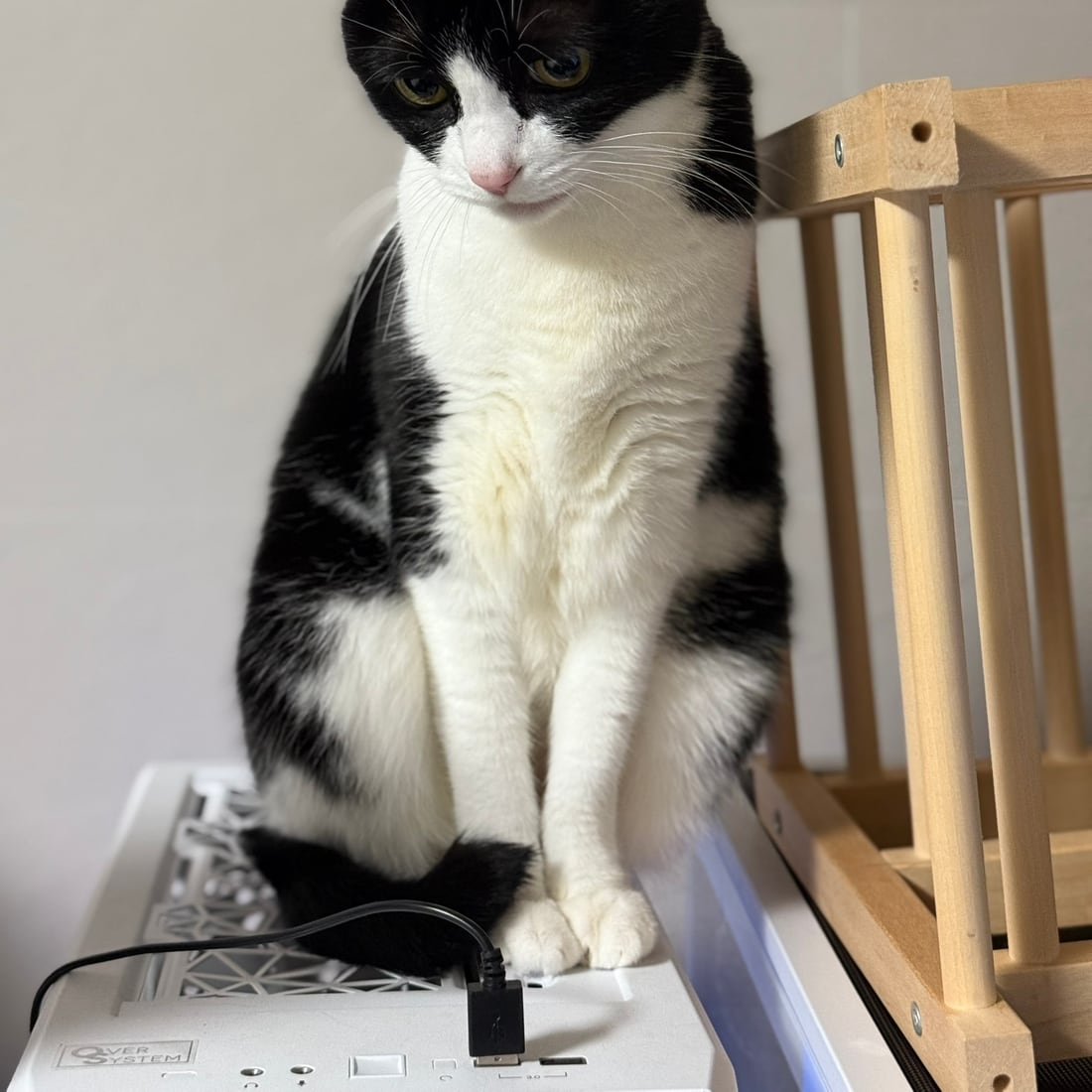Mochi, a black-and-white tuxedo cat, sitting and looking to the side