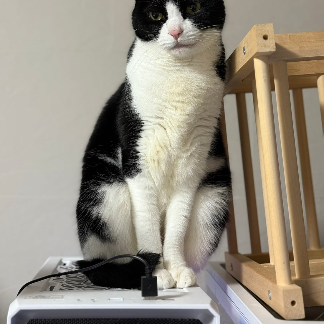 Mochi, a black-and-white tuxedo cat, sitting upright and facing the camera