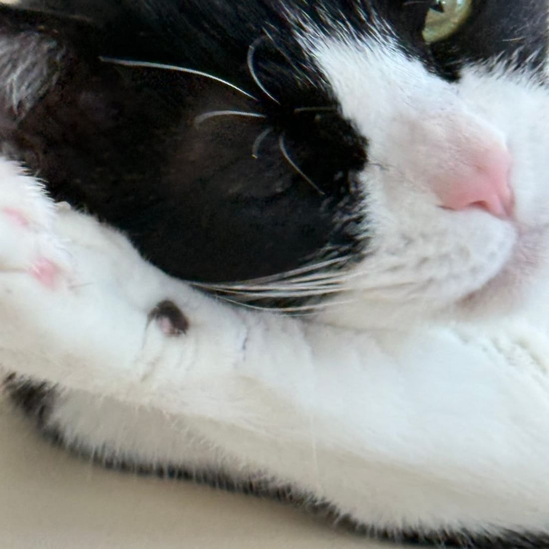 Mochi asleep with her paw curled near her face