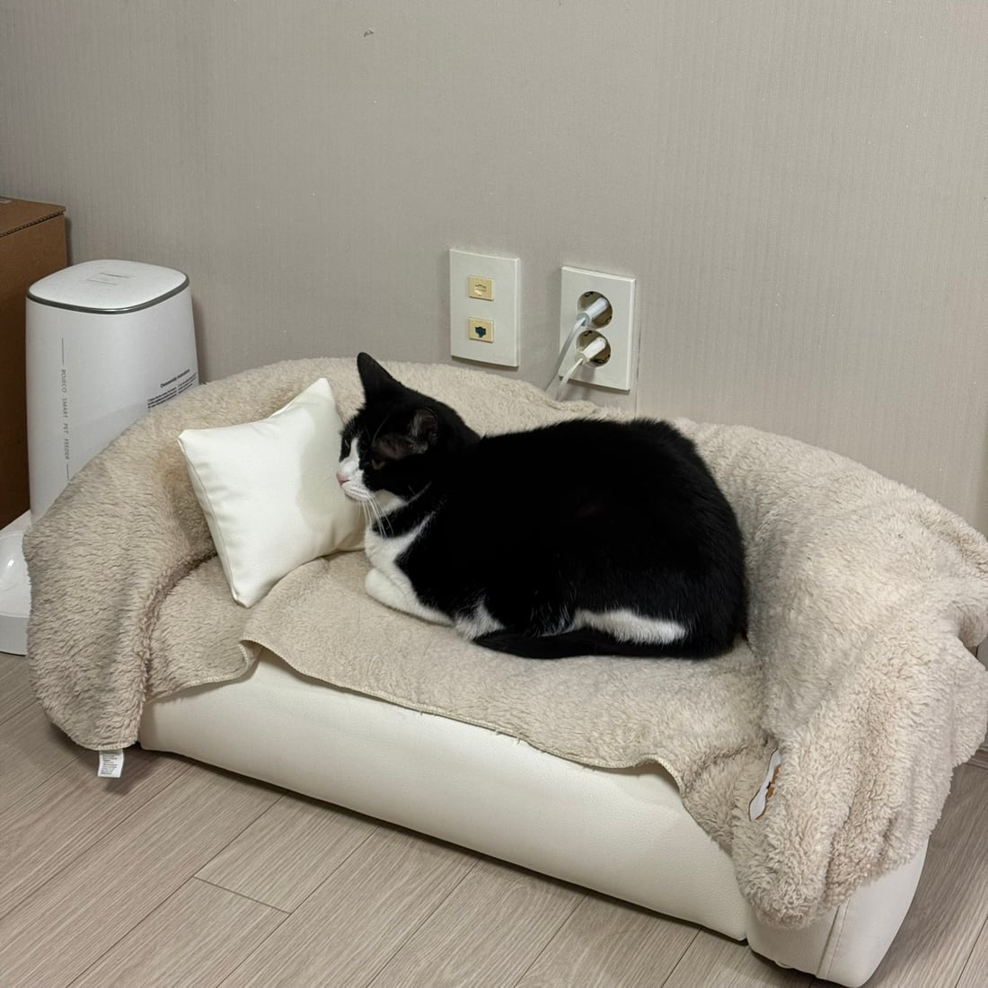 Mochi, a black-and-white tuxedo cat, curled on a small pet sofa