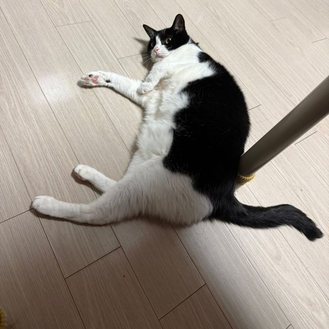 Mochi sprawled out on a wood floor with her belly showing