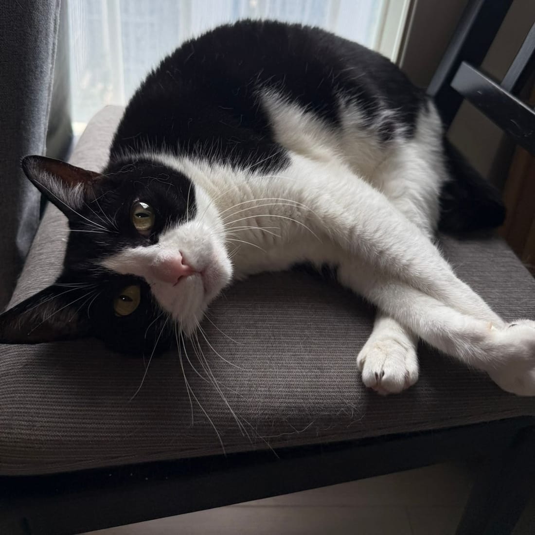 Mochi stretched out across a chair cushion