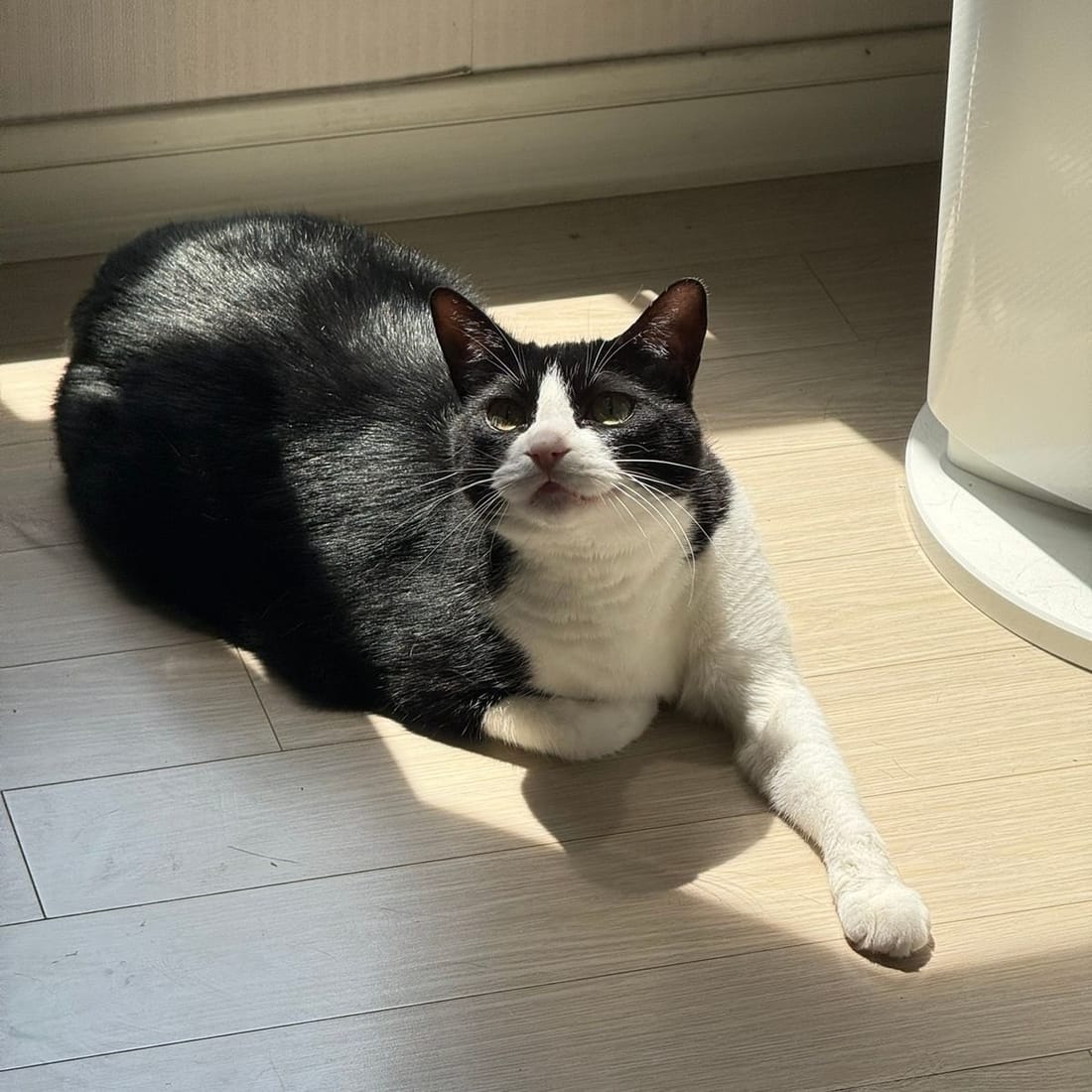 Mochi sitting in sunlight, looking toward the camera
