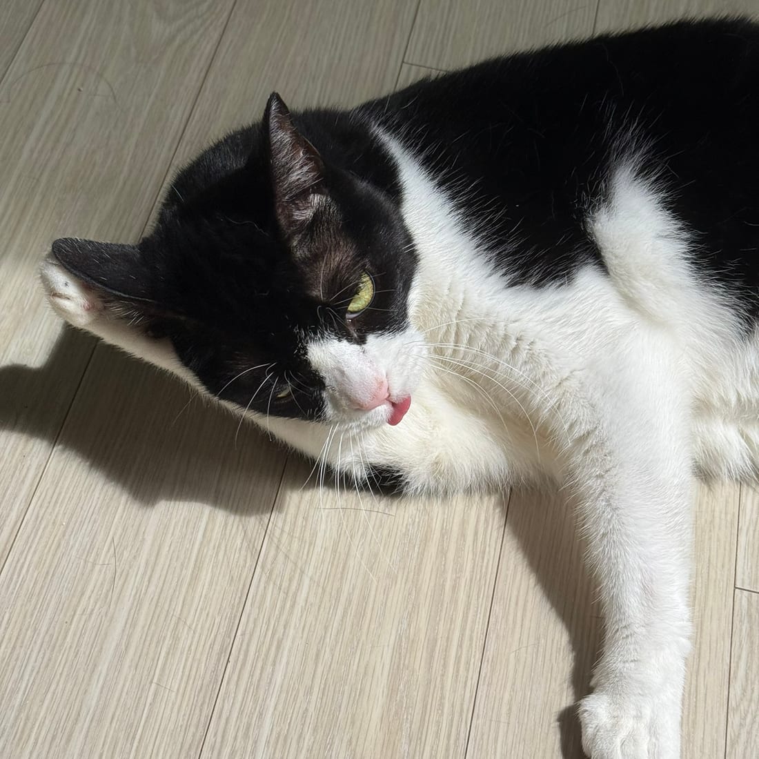 Mochi, a black-and-white tuxedo cat, lying in a patch of sunlight with her tongue out