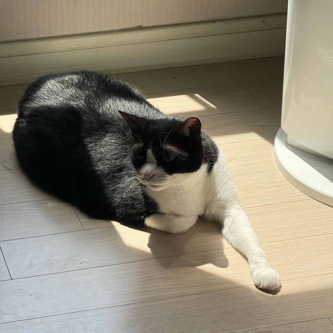 Mochi in a loaf position in a patch of sunlight on the floor