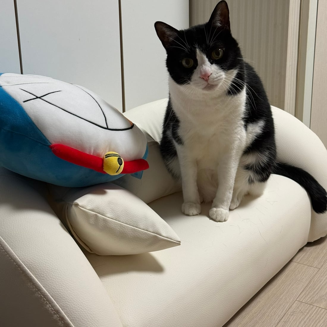 Mochi, a black-and-white tuxedo cat, facing the camera beside a plush toy