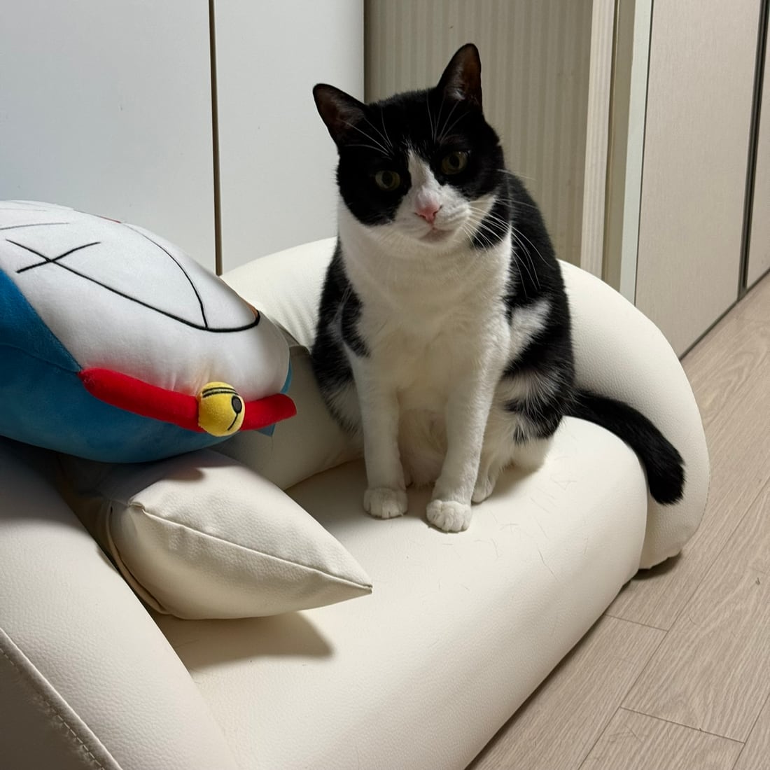 Mochi, a black-and-white tuxedo cat, sitting by a toy and glancing aside