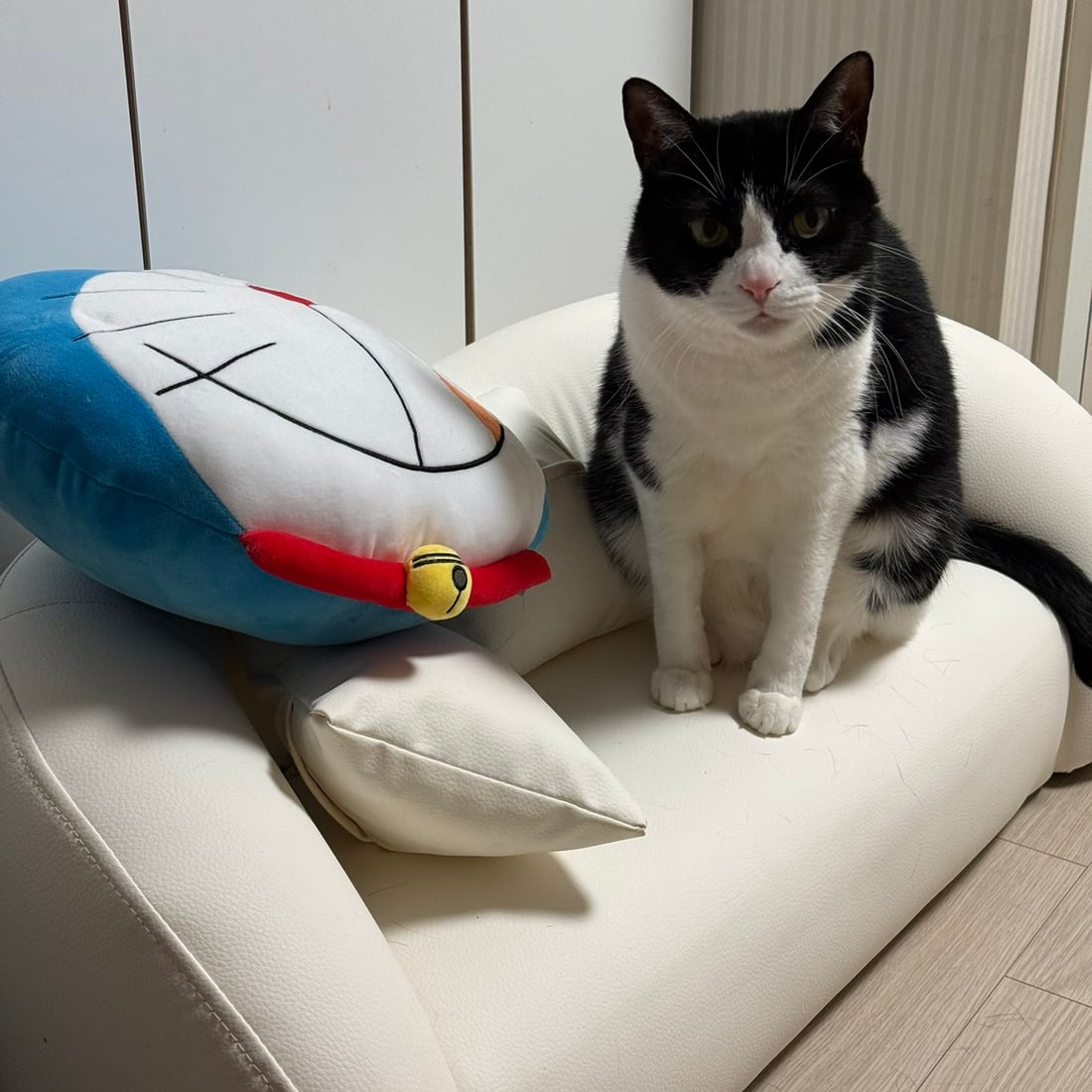 Mochi, a black-and-white tuxedo cat, upright next to a plush fish toy