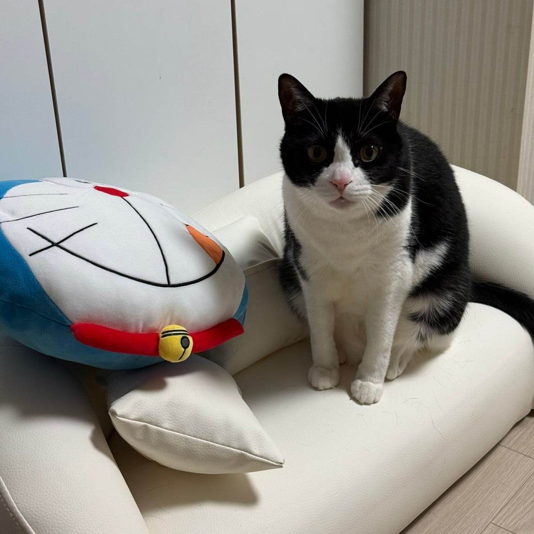 Mochi, a black-and-white tuxedo cat, sitting beside a plush toy