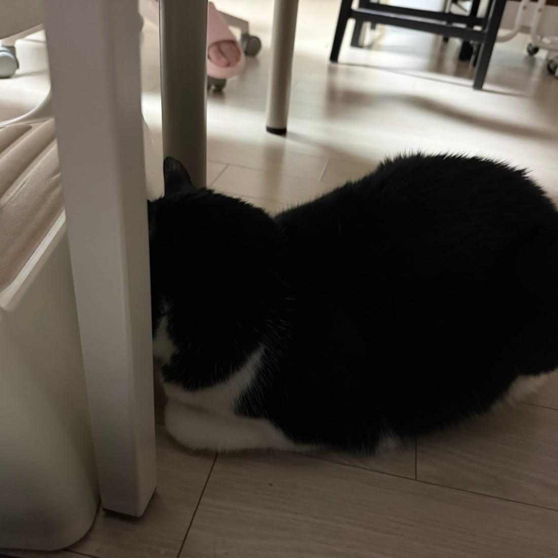 Mochi, a black-and-white tuxedo cat, tucked under a piece of furniture