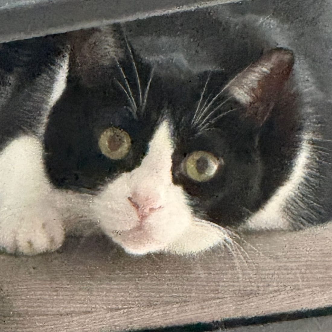 Mochi peeking out from under a table, eyes wide