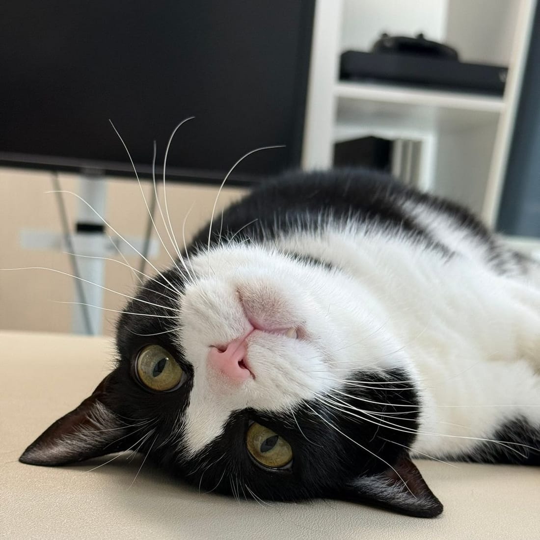 Mochi rolled onto her back, looking at the camera upside down
