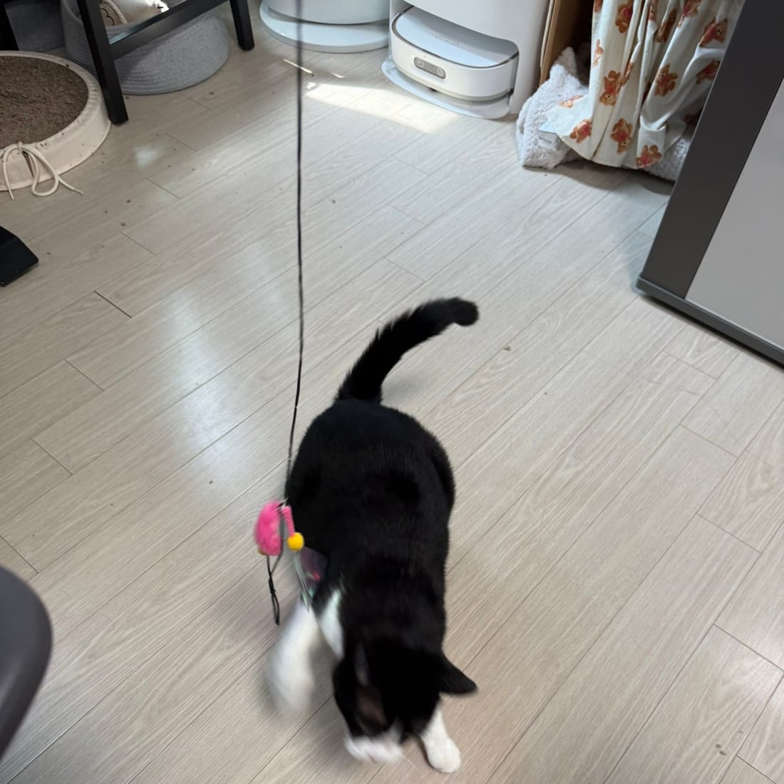 Mochi, a black-and-white tuxedo cat, walking after a feather wand toy across the floor