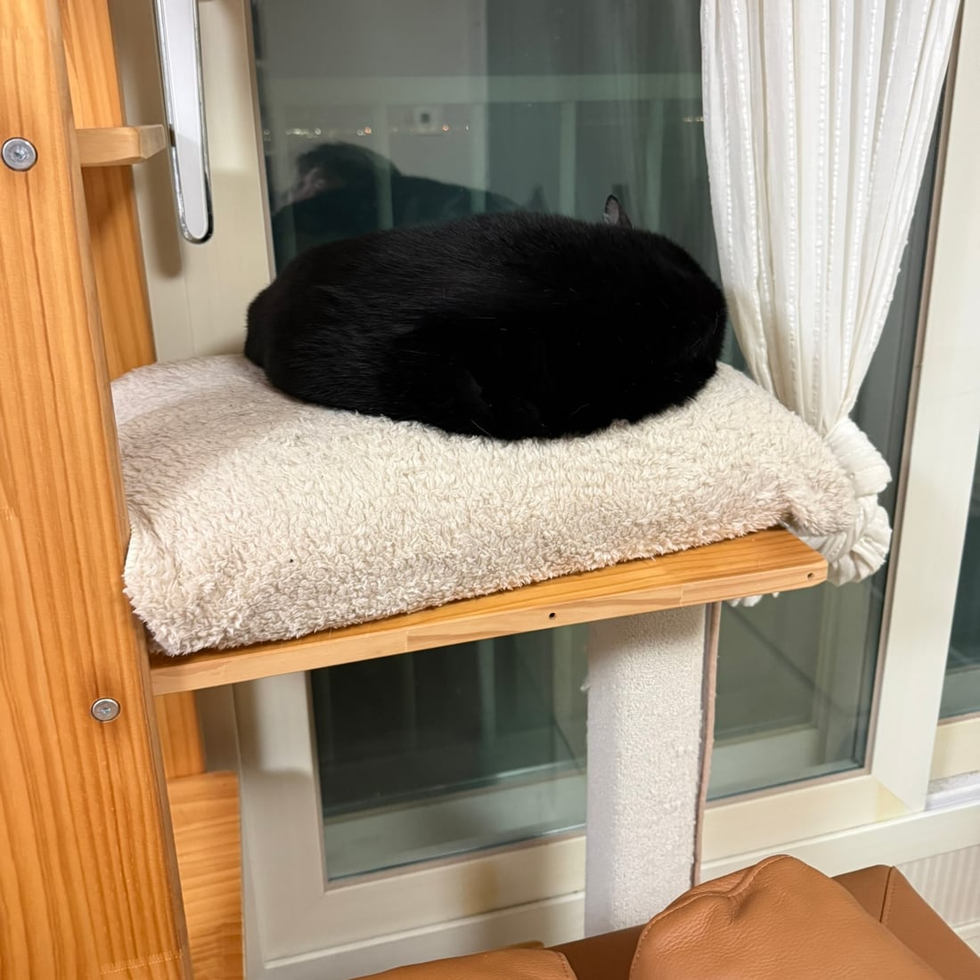 Mochi, a black-and-white tuxedo cat, curled into a tight ball on a window shelf