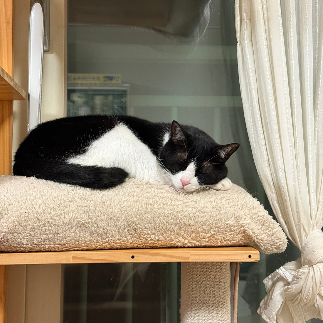 Mochi, a black-and-white tuxedo cat, napping on a shelf by the window