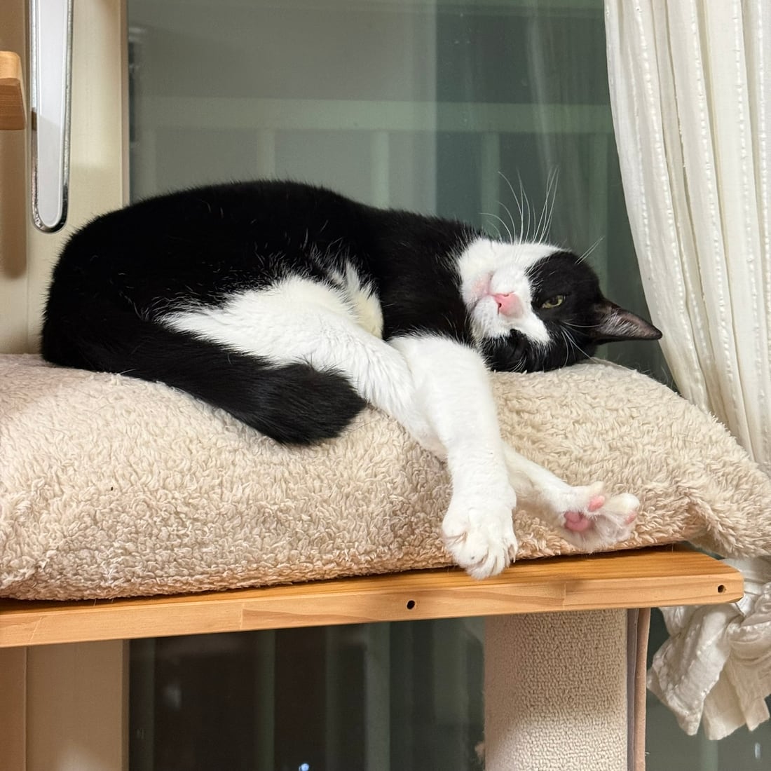 Mochi, a black-and-white tuxedo cat, stretched out on a window shelf with paws forward