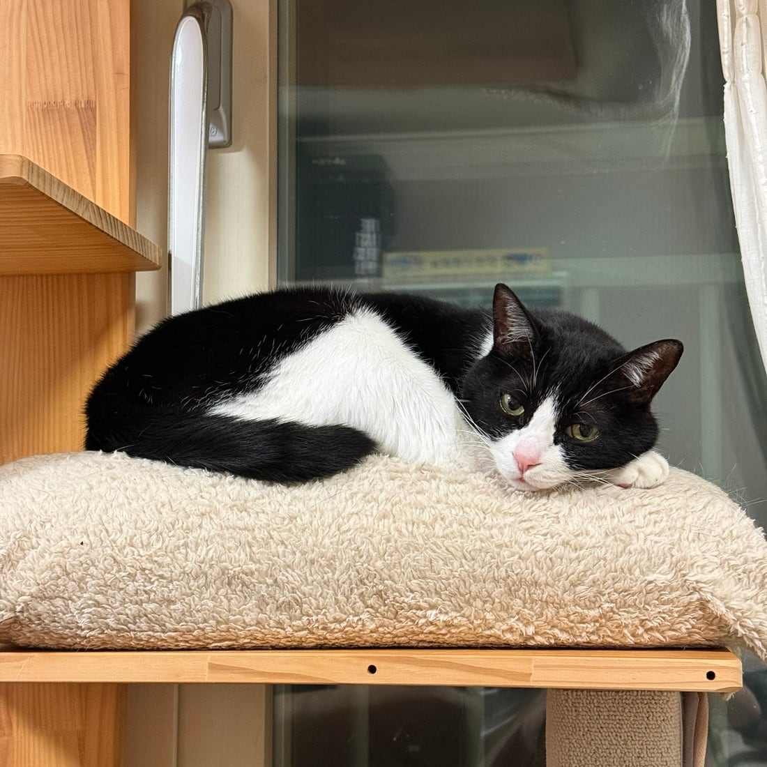 Mochi, a black-and-white tuxedo cat, resting on a window shelf with eyes open